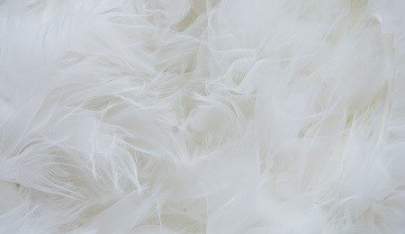 Couette plumes de canard